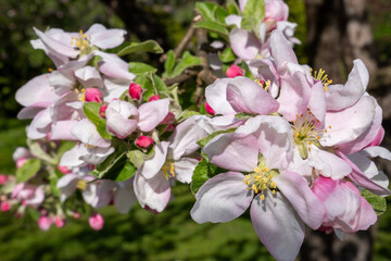 Spring in Tyrol, Austria: close-up of a blossoming apple tree branch