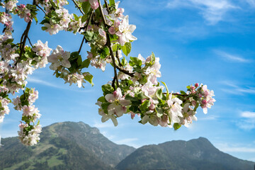 Spring in Tyrol, Austria: close-up of a blossoming apple tree branch in the foreground and the...