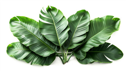 Beautiful Green leaves of banana leaves plants isolated on white background.