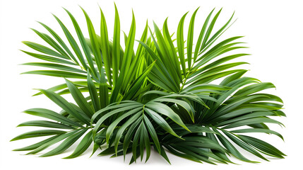 Beautiful Green leaves of tropical leaves plants isolated on white background.