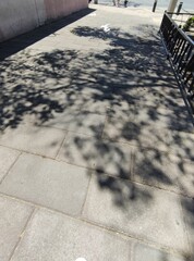 Shadows of trees on the street,
Sombras de los árboles en la calle