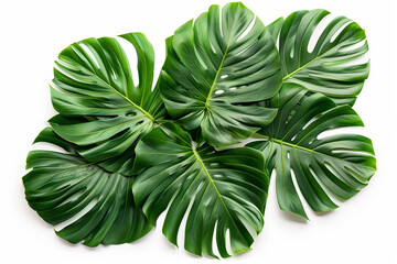 Beautiful Green leaves of tropical monstera leaves plants isolated on white background.