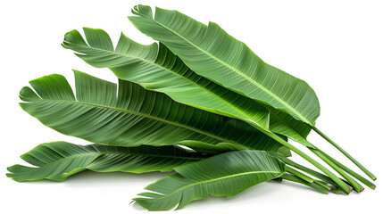Beautiful Green leaves of banana leaves plants isolated on white background.