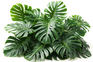 Beautiful Green leaves of tropical monstera leaves plants isolated on white background.