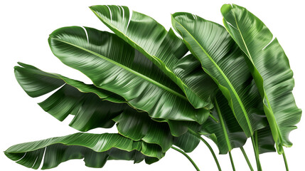 Beautiful Green leaves of banana leaves plants isolated on white background.