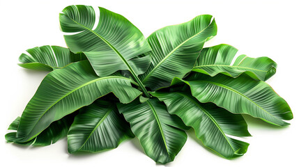 BeautifBeautiful Green leaves of banana leaves plants isolated on white background.