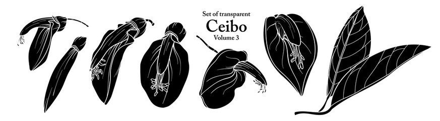 A series of isolated flower in cute hand drawn style. Silhouette Ceibo on transparent background. Drawing of floral elements for coloring book or fragrance design. Volume 3.