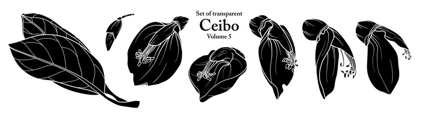 A series of isolated flower in cute hand drawn style. Silhouette Ceibo on transparent background. Drawing of floral elements for coloring book or fragrance design. Volume 5.