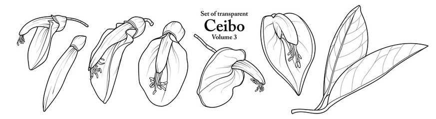 A series of isolated flower in cute hand drawn style. Ceibo in black outline and white plain on transparent background. Drawing of floral elements for coloring book or fragrance design. Volume 3.