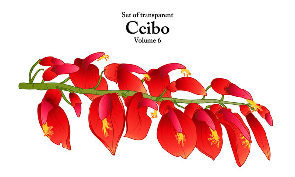 A series of isolated flower in cute hand drawn style. Ceibo in vivid colors on transparent background. Drawing of floral elements for coloring book or fragrance design. Volume 6.