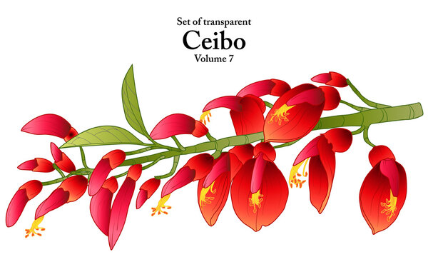 A series of isolated flower in cute hand drawn style. Ceibo in vivid colors on transparent background. Drawing of floral elements for coloring book or fragrance design. Volume 7.