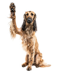 Afghan hound dog giving high five isolated on transparent background