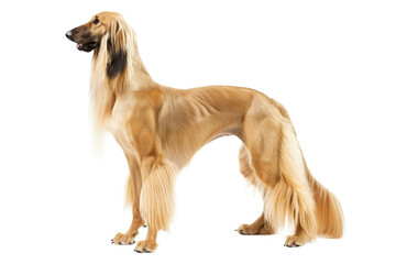 Afghan hound dog standing isolated on transparent background