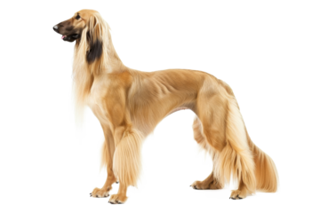 Afghan hound dog standing isolated on transparent background