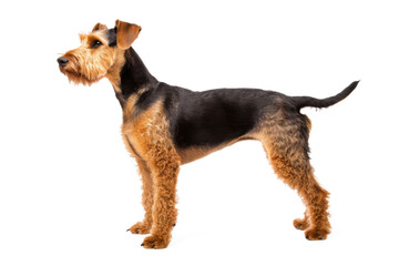 Airedale terrier dog standing isolated on transparent background