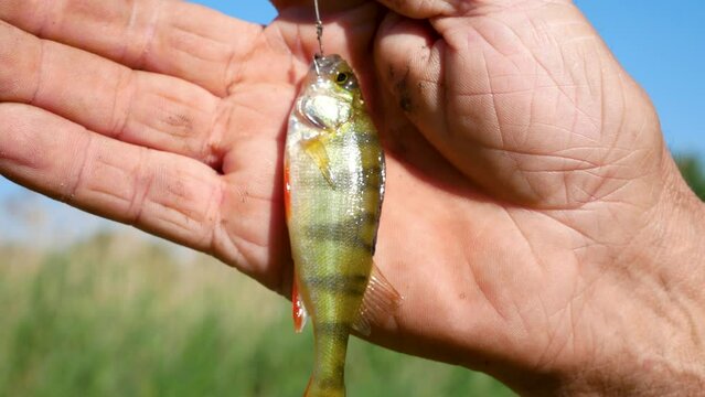 Freshly caught perch fish on a hook on a fisherman's hand. A fisherman near the river with a caught fish.