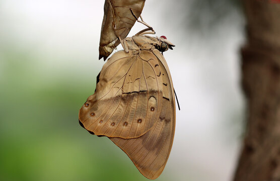 Wei&szlig;fleckiger Prepona - White-spotted Prepona