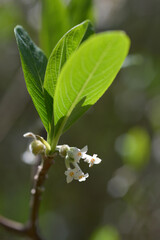 タイリンミツマタ