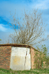 Ein Baum wächst aus einer verfallener Mauer der "Bastion Krol" ("Bastion König") in der Festung Küstrin