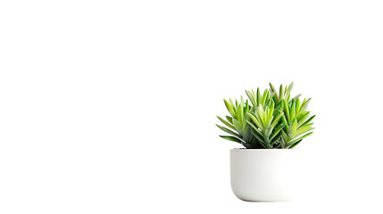 A potted sanseveria in an organic concrete pot, isolated on white background