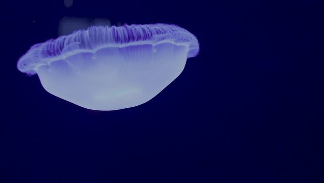 Underwater footage of blue jellyfish gracefully drifting in the dark depths of the open sea. Showcases the natural habitat of these fascinating creatures, belonging to the Ulmaridae family. HDR, 4K.