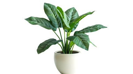 A potted sanseveria in an organic concrete pot, isolated on white background