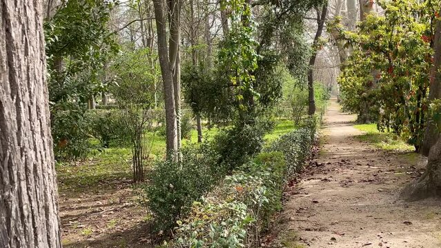 We visualize a dirt road with lush vegetation. On one side there are low rectangular-shaped hedges and trees and on the other side there are tremendous Hispanica platanus and intertwined photinias.