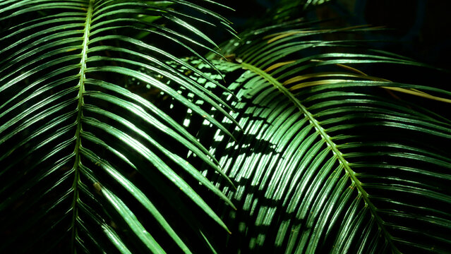 Large leaves of a tropical plant in the shade, rare rays of the sun fall on the leaves. Panorama. Hot summer among tropical plants.