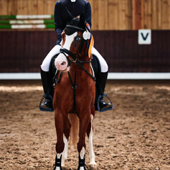Horse pony with fisheye dressage winner during the award ceremony with a golden ribbon, portraits from the front.