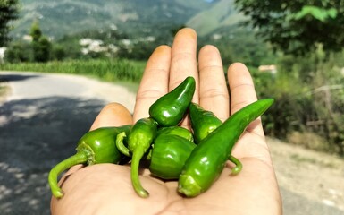 Green chili on hand 