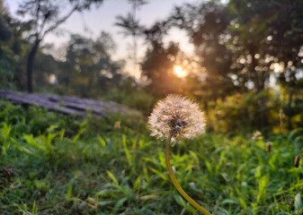 dandelion in the sunset 
