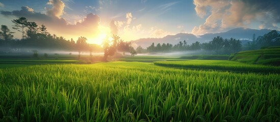 Obraz premium Lovely rice fields in the morning create a perfect background, offering plenty of space for creative ideas.