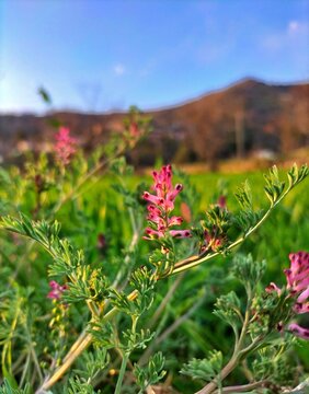 Fumaria officinalis mountain flowers 
