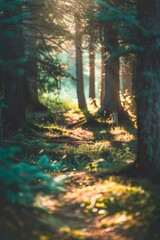 Defocused sunlight streaming through trees onto a forest floor