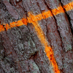T-shaped signs of orange paint on tree bark
