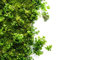 Obraz premium Fresh Green Moss Scattered Isolated on White Background