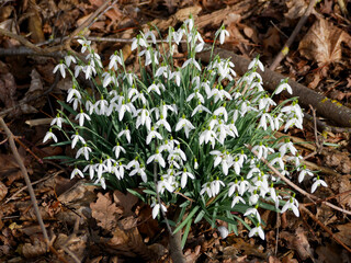 many snowdrop blossoms grouped together like a bush on brown ground