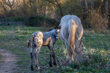 Beautiful light-coated foal with dark spots looking, next to its mother grazing. Horses.