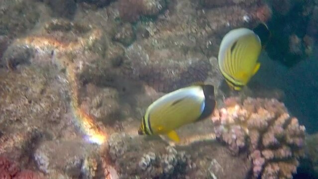 Beautiful coral reefs resident – butterflyfish, scientific name is Chaetodon austriacus, it belongs to Chaetodontidae family, inhabits by pairs shallow waters of reefs, Red Sea, Middle East