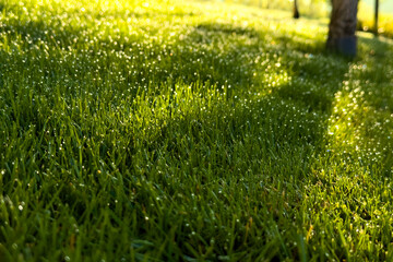 Dew drops on freshly cut grass in the morning. Beautiful close up photo with green grass lawn and water drops during sunrise.