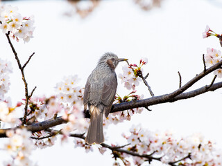 桜にとまるヒヨドリ