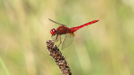 Feuerlibelle - Scarlet Darter © Studio M. Brix