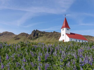 Scenic view of Vik Church framed by purple and white lupine flowers in a scenic field