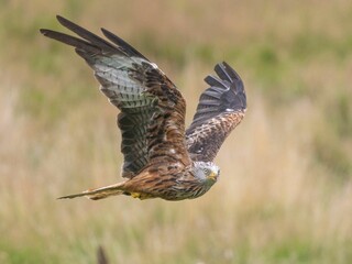 Red Kite in flight across the sky in Wales