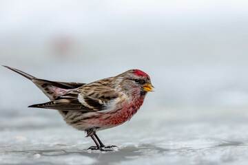 Redpoll bird sipping water from a pond