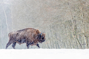 Winter scene with a bison in a snowy field in Poland