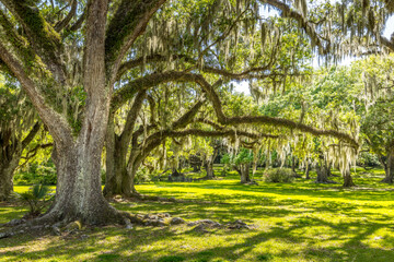 Old life oak trees with hanging spanish moss, southern living