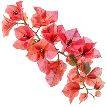 recommend clip art: Bougainvillea flower on isolated transparent background