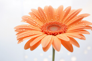 Close-up perspective of orange gerbera on white background