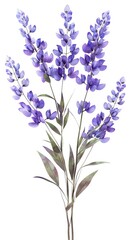 Elegant purple blooms for funeral, watercolor, top copyspace, gentle backlight